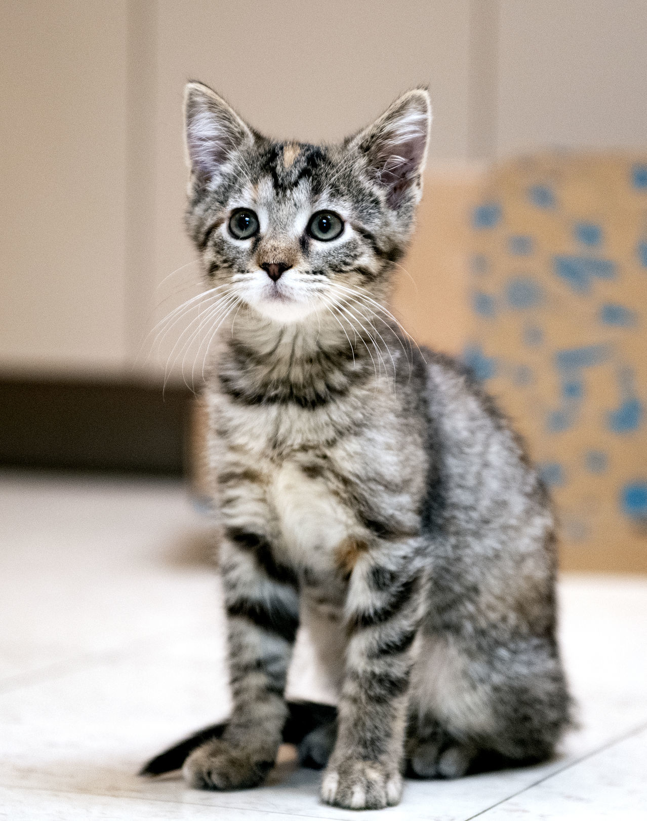 The Siouxland Humane Society is mostly empty during COVID-19